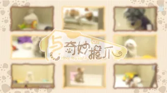 与奇妙握爪在线观看