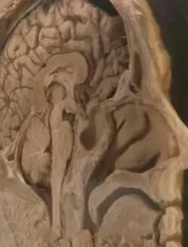 追踪人性之恶在线观看