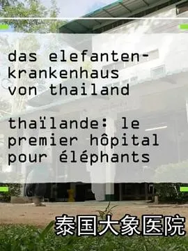 泰国大象医院在线观看