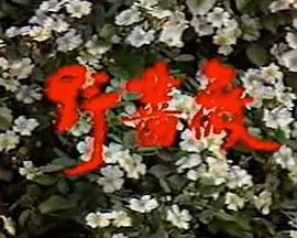 野蔷薇在线观看