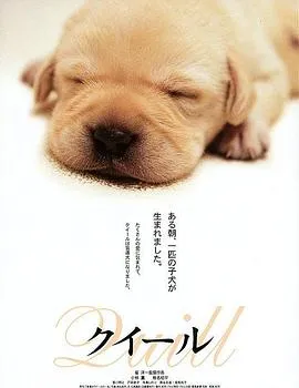 导盲犬小Q【影视解说】